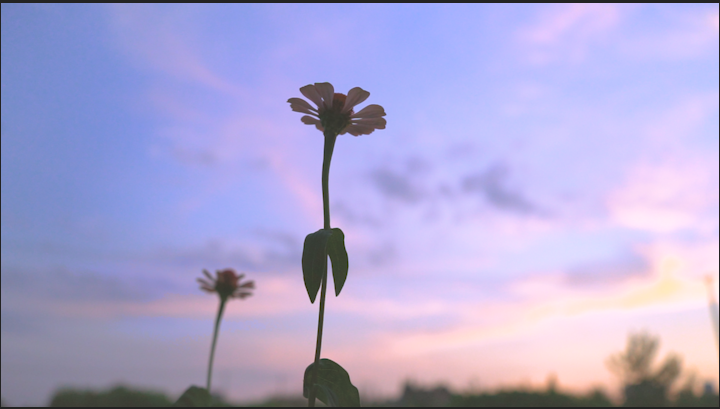 1080P升格夕阳下盛开的花朵视频的预览图