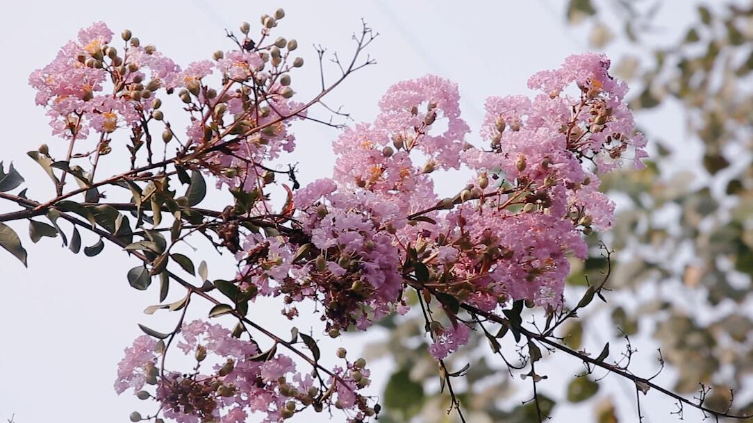 高清实拍粉色樱花视频视频的预览图