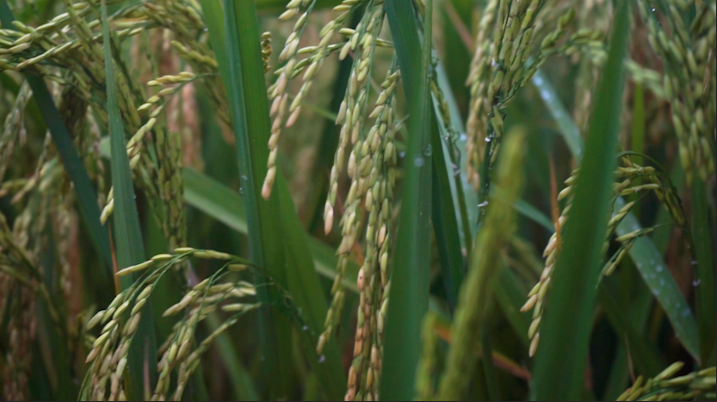 1080P升格雨后稻子植物视频的预览图