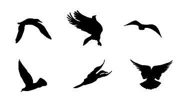 6款飞翔的鸟动态免抠效果后期展示应用视频的预览图