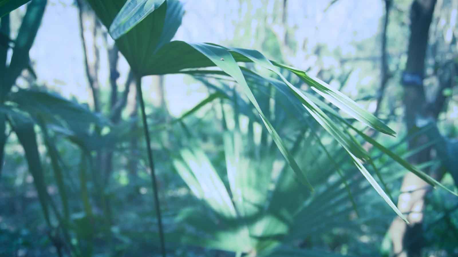 1080P高清绿色树叶风吹拂动视频视频的预览图