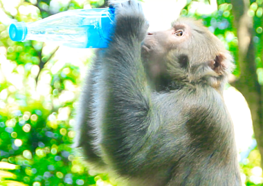 1080p固定实拍动物园猴子喝水特写视频的预览图