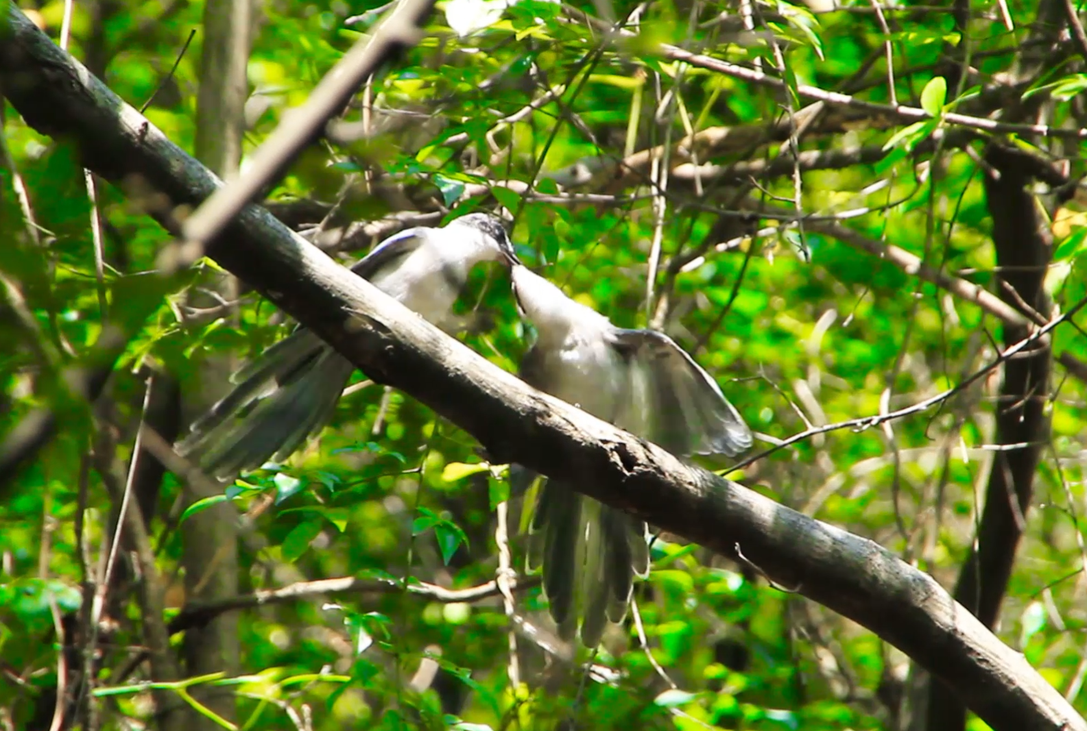 1080p实拍树上喂食的鸟视频的预览图