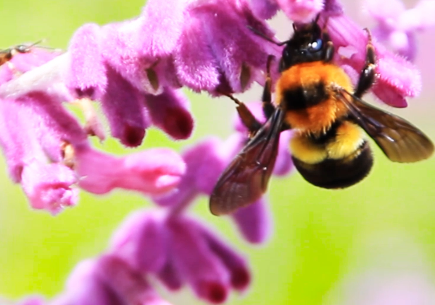 1080P特写拍摄采花的大黄蜂视频的预览图