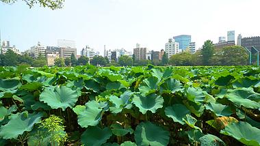 午后的东京上野公园荷叶视频的预览图