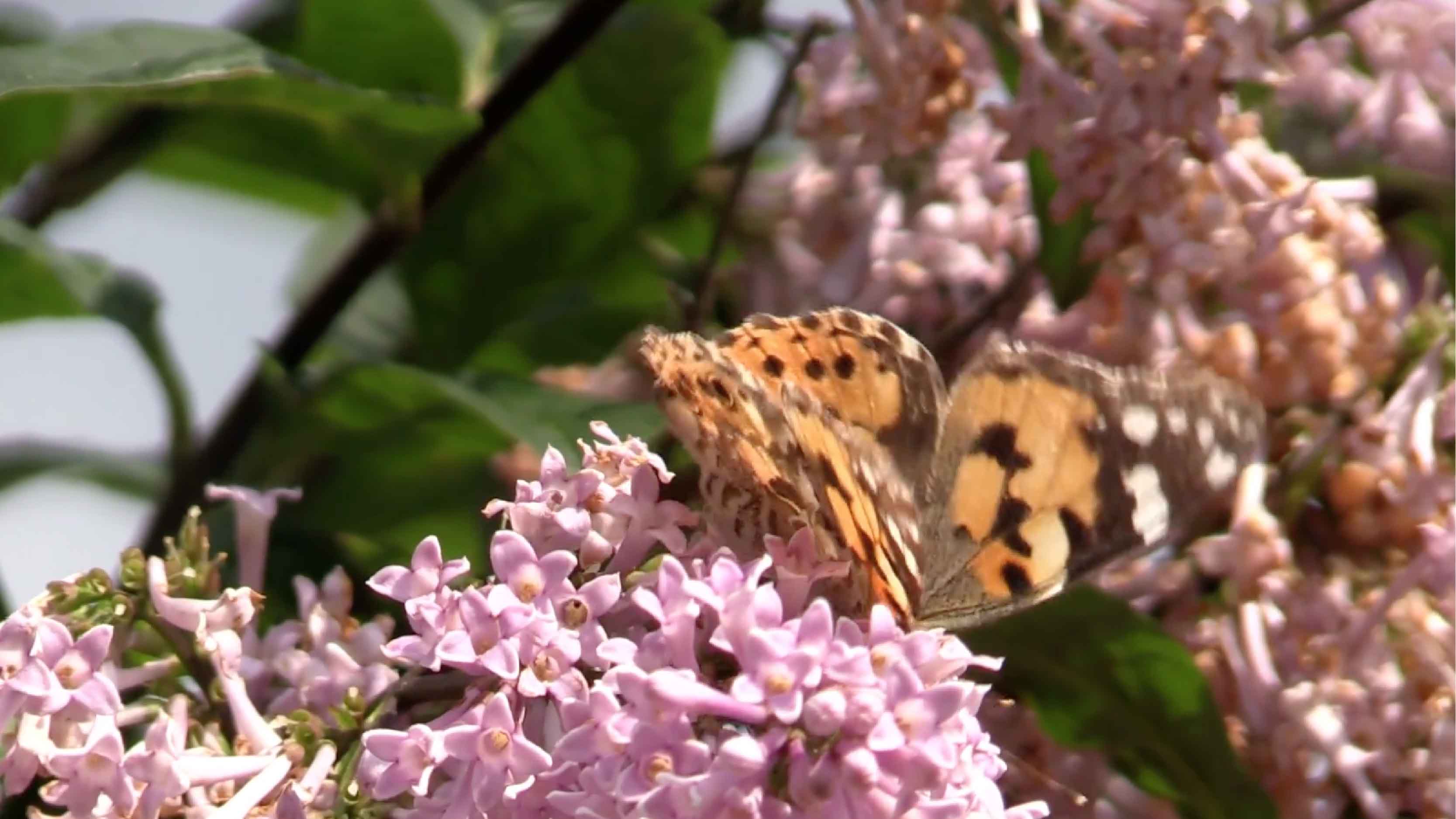 1080P粉色花朵蝴蝶视频视频的预览图