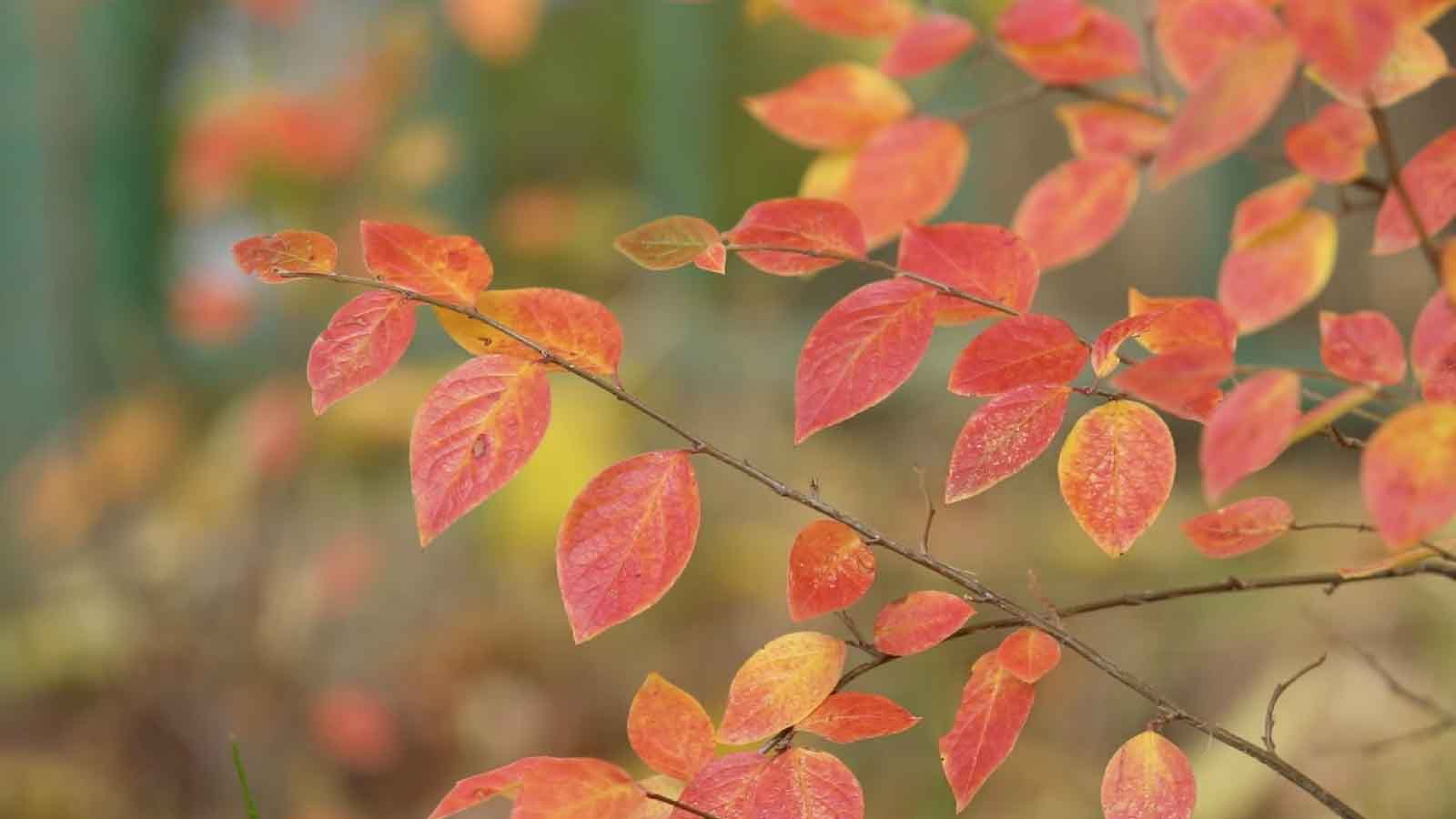 秋季风吹红色枫叶高清视频视频的预览图