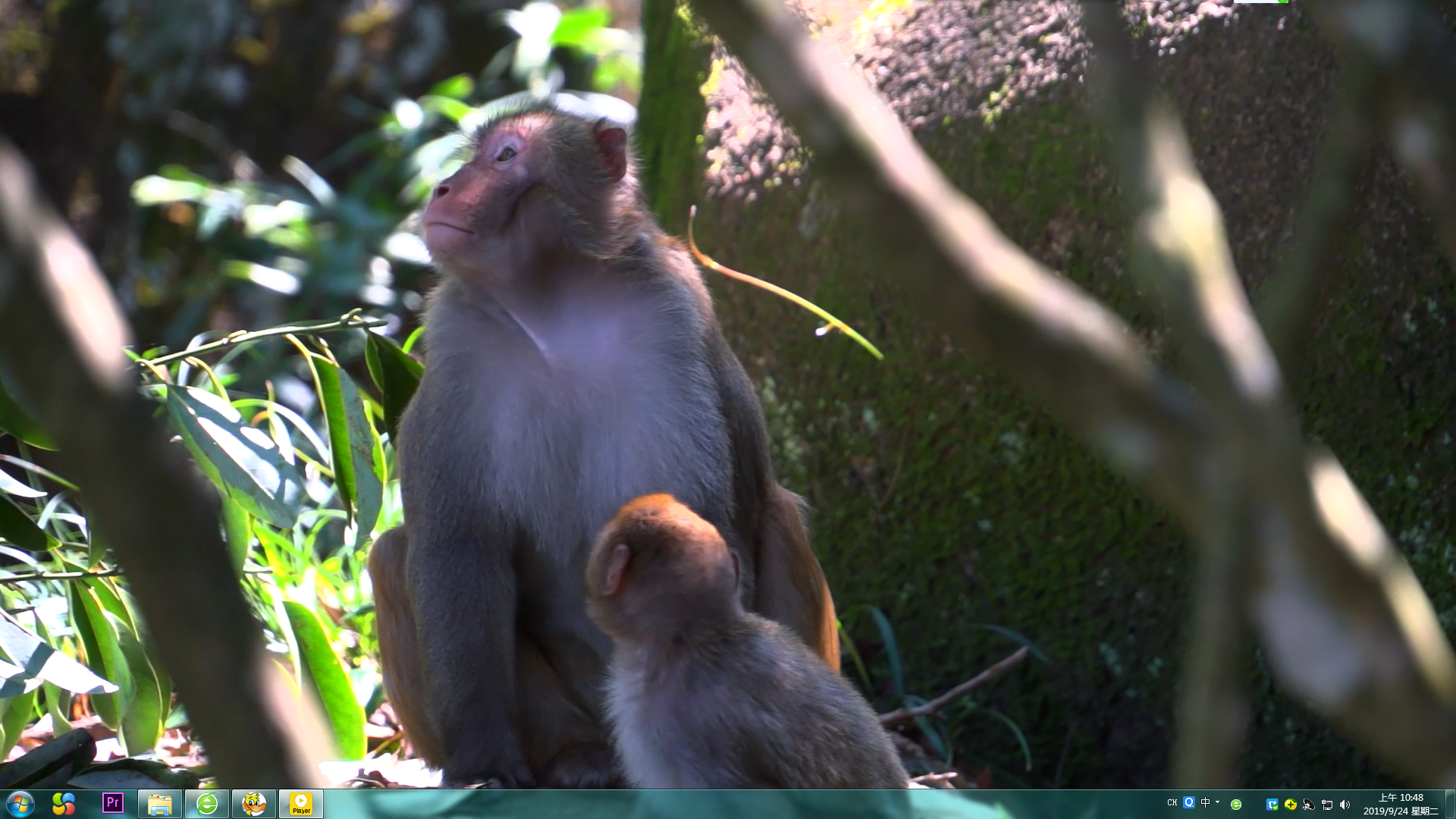 1080P实拍猴子两母子猴子视频的预览图