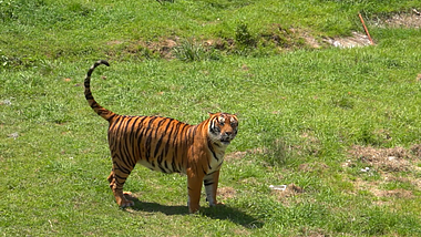 1080P实拍动物园老虎视频的预览图