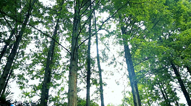 1080P树木自然绿树花草实拍视频的预览图