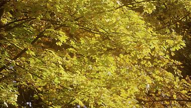 1080P秋季风吹黄色树叶高清视频视频的预览图