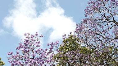 蓝天白云粉色花朵唯美视频视频的预览图