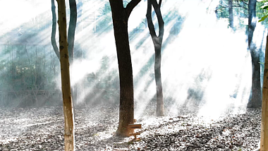 1080P烟雾缭绕仙气飘飘的森林阳光普照视频的预览图