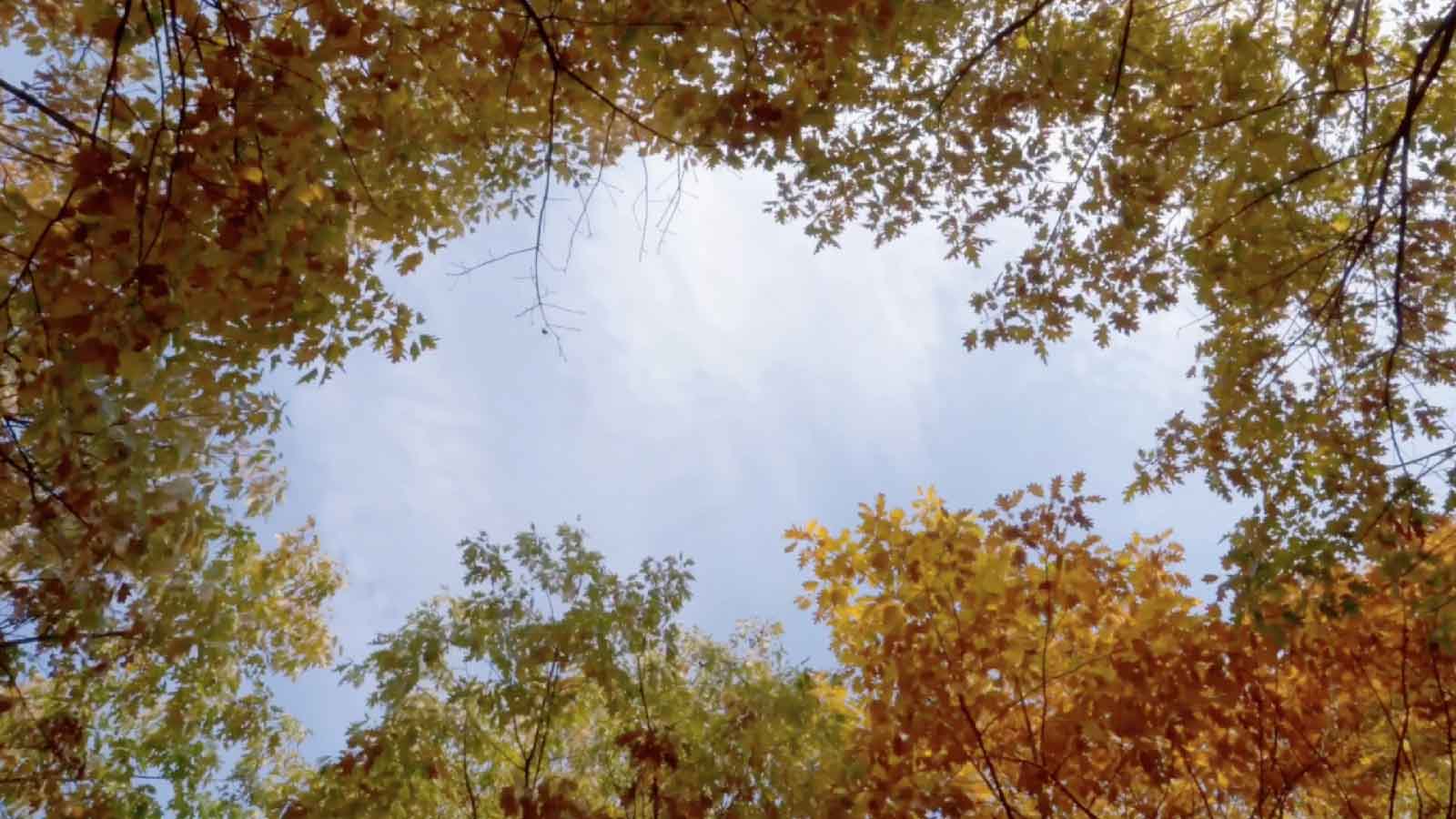 1080P秋季枫叶俯拍天空高清视频视频的预览图