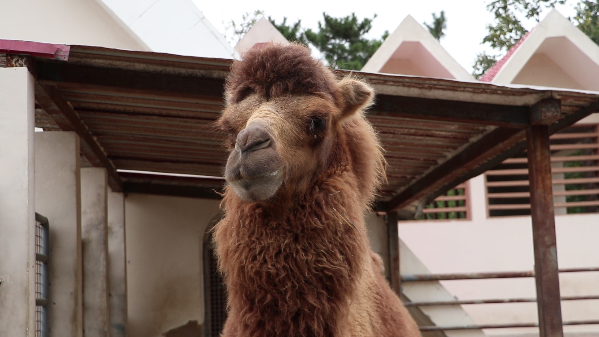 1080p实拍动物园吃草的骆驼视频的预览图
