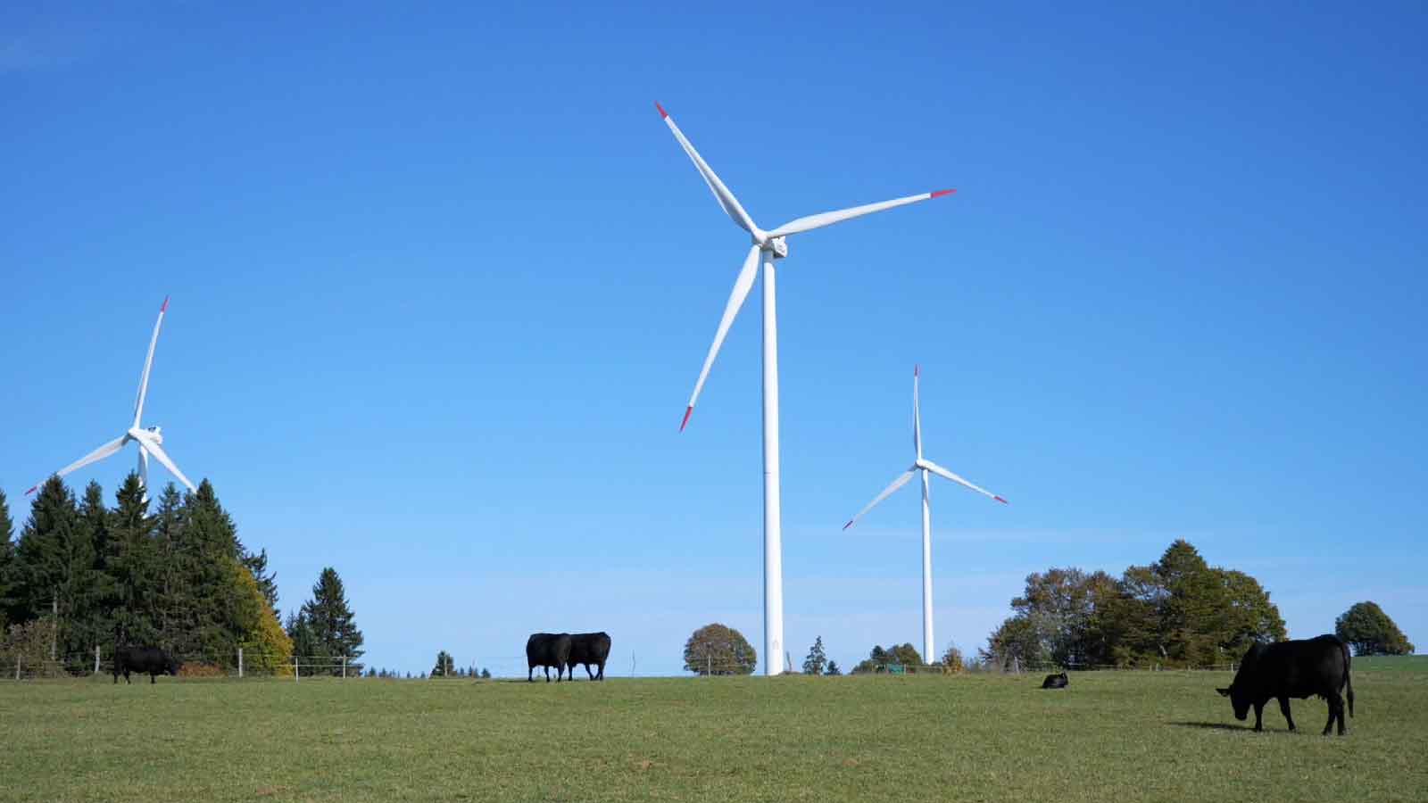 1080P蓝天风力发电机黑牛唯美环境高清视频视频的预览图