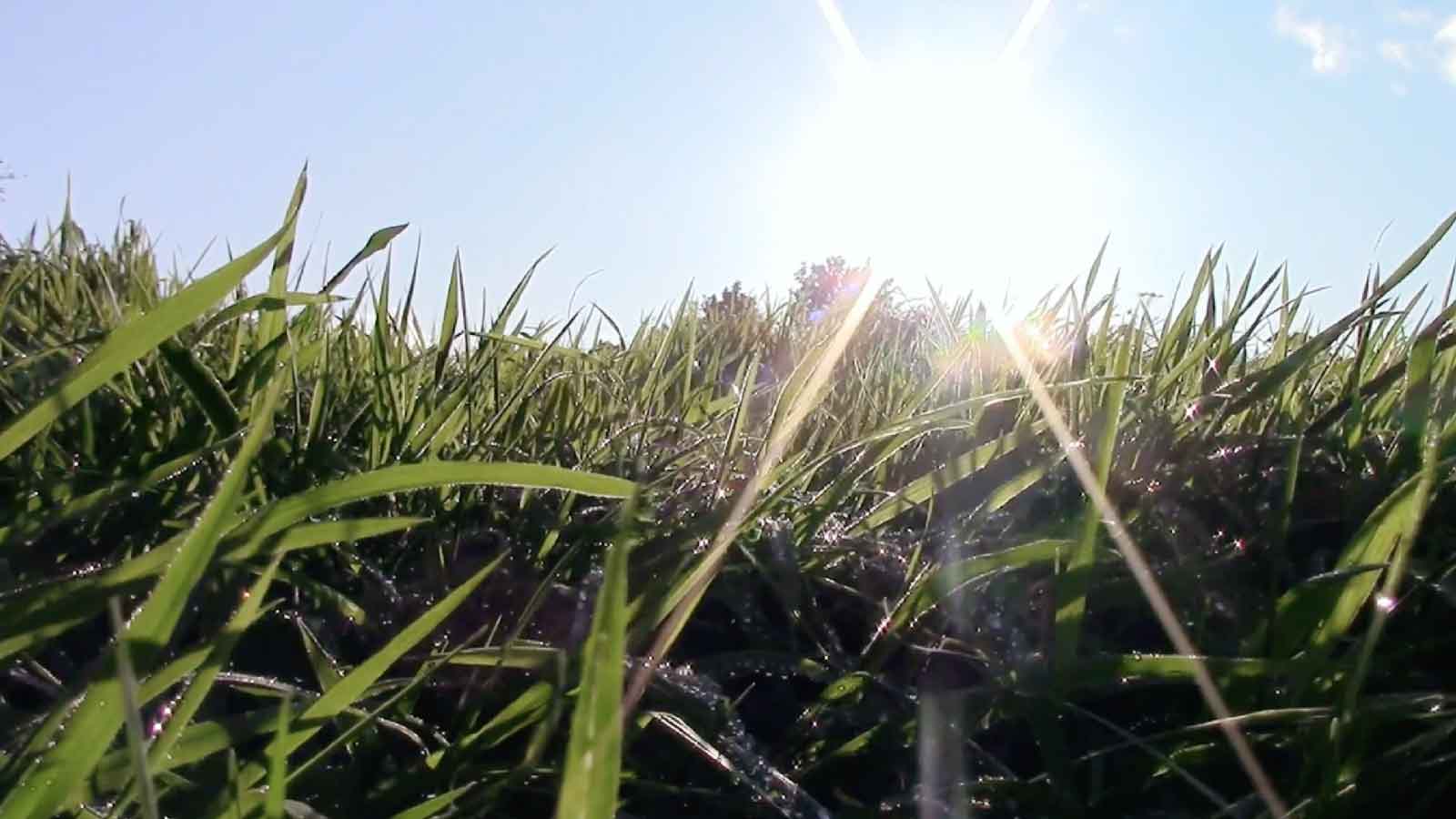 1080P清晨蓝条阳光风吹小草高清视频视频的预览图