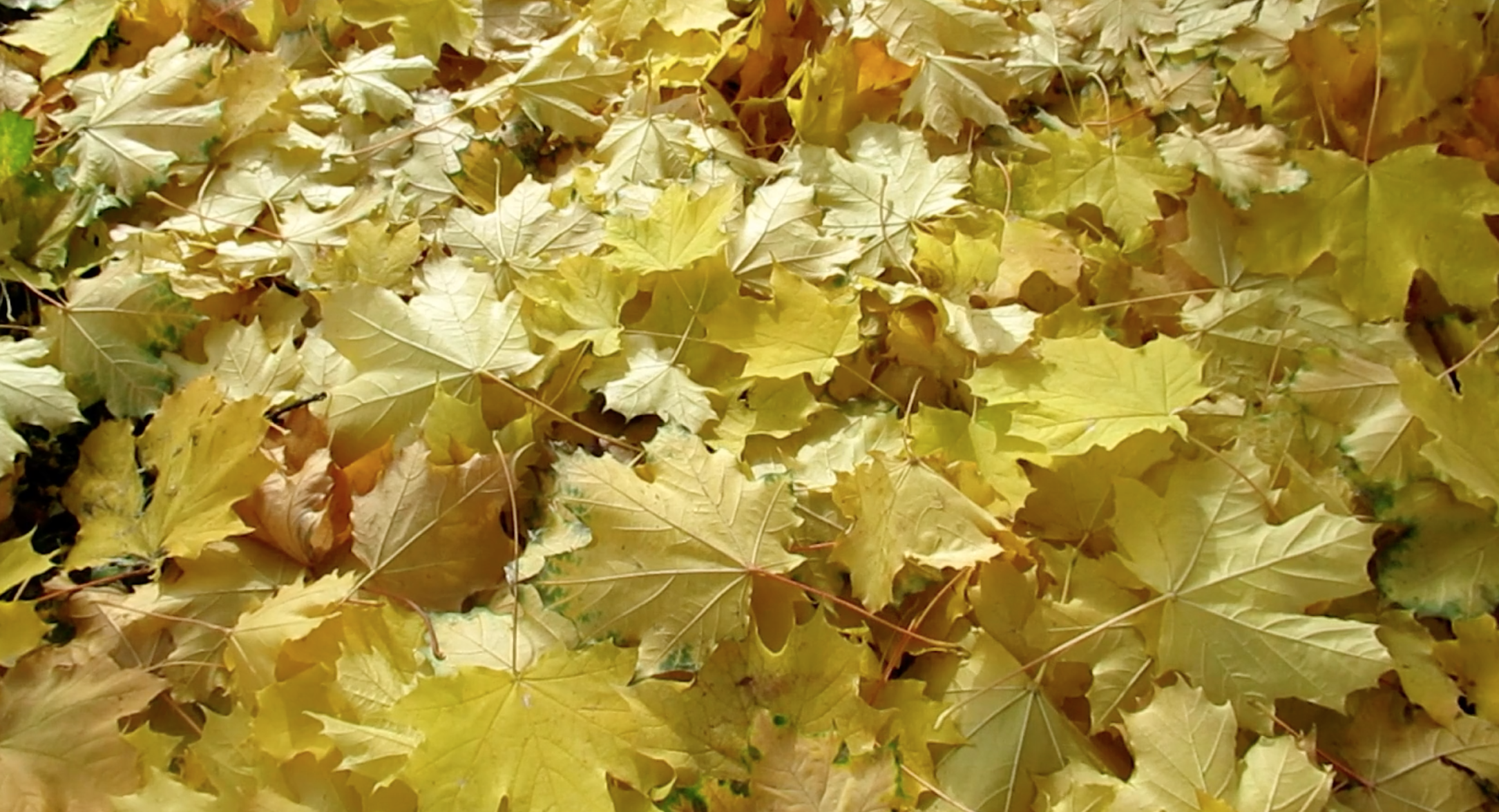 1080P秋季枫叶掉落唯美高清视频视频的预览图