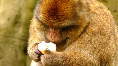 1080P野生动物园猴子高清特写实拍视频的预览图