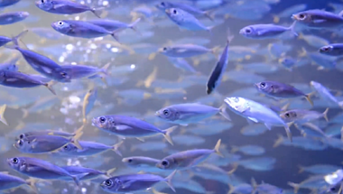 1080P水族馆小鱼鱼缸高清视频视频的预览图