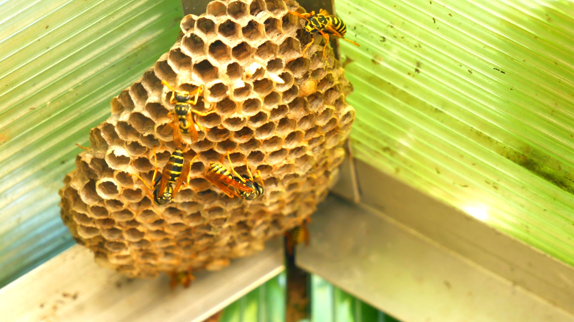 1080P蜜蜂蜂巢养蜂特写实拍视频的预览图