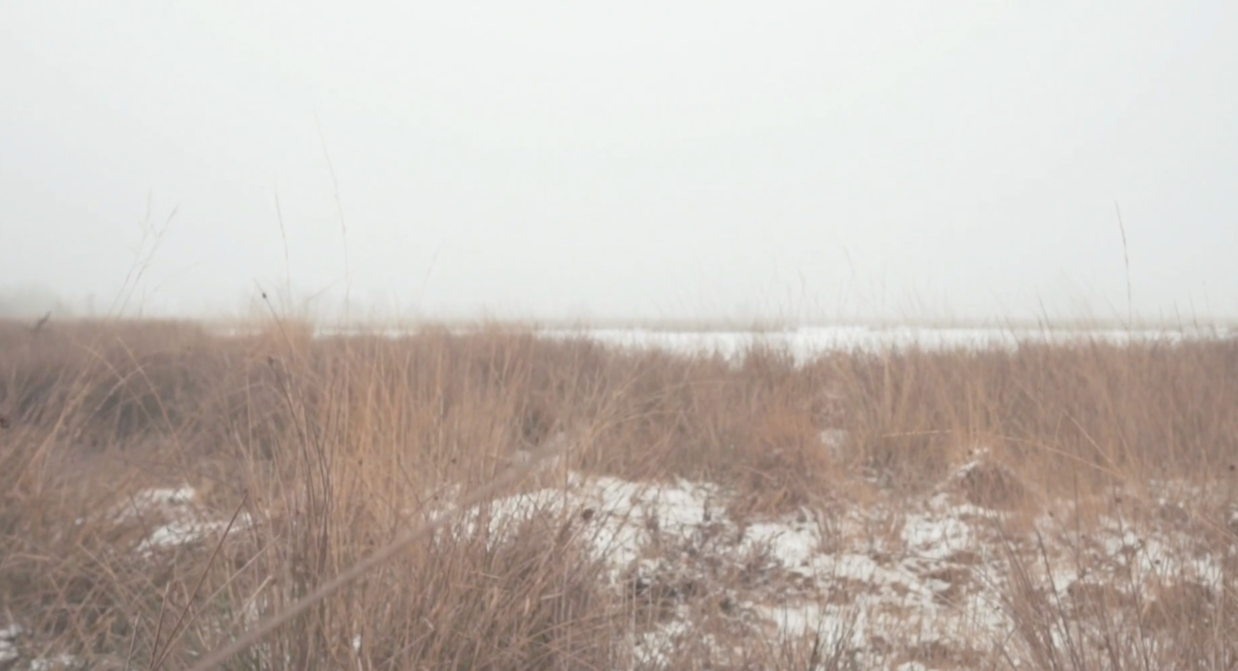 1080P冬季枯草雪地高清视频视频的预览图