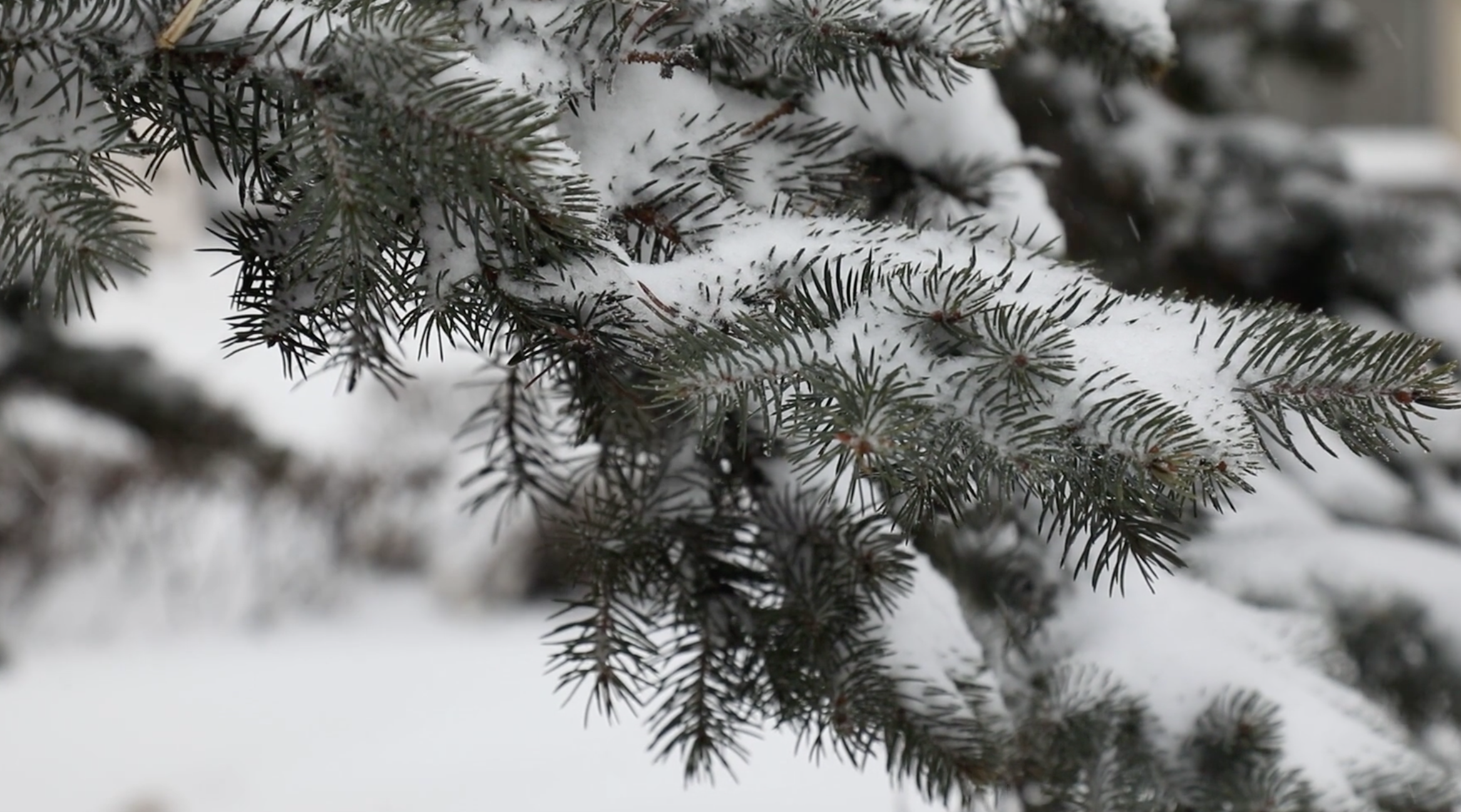 1080P冬季下雪松树高清视频视频的预览图