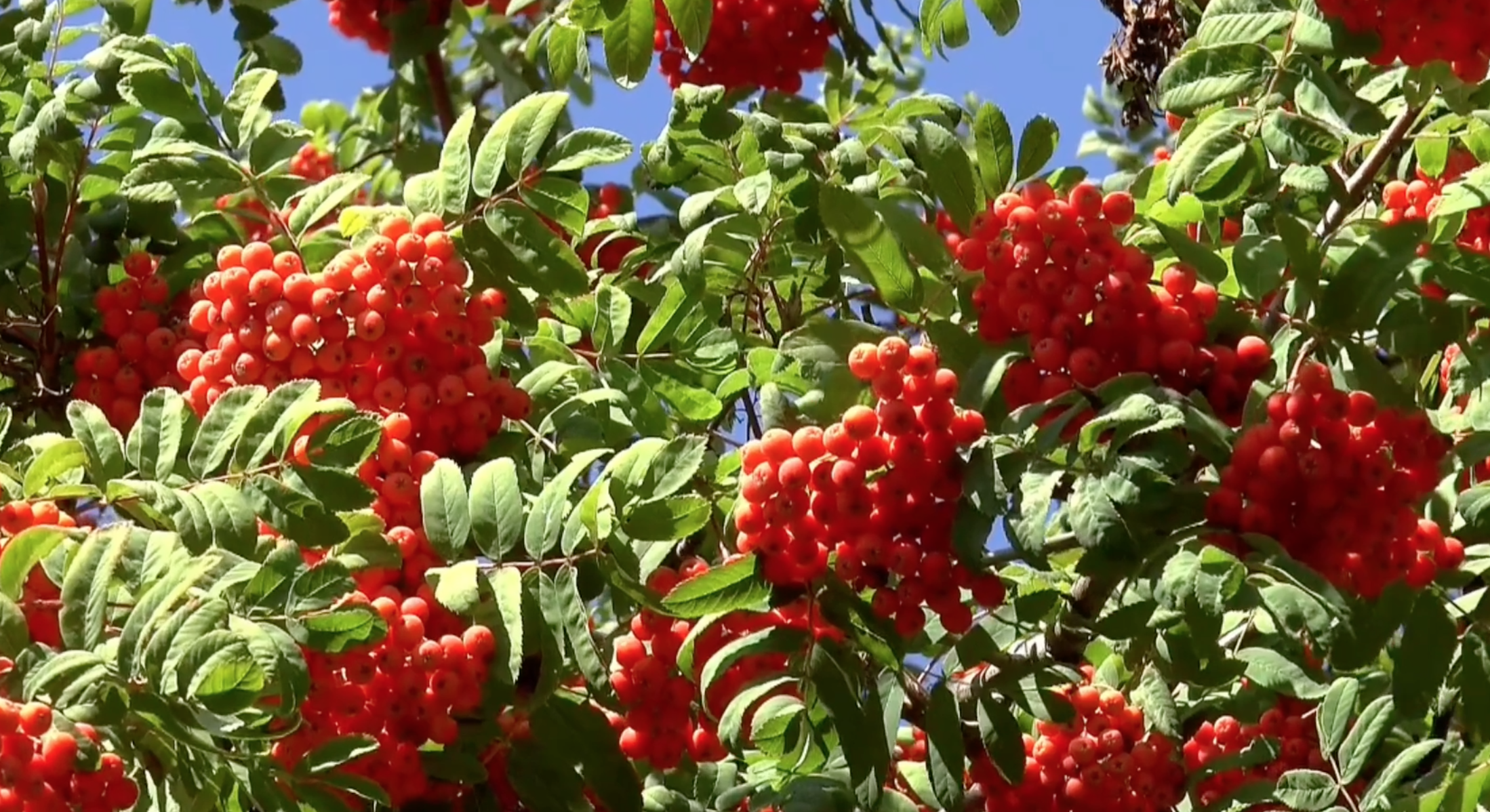 1080P秋季果实丰收果子高清视频视频的预览图