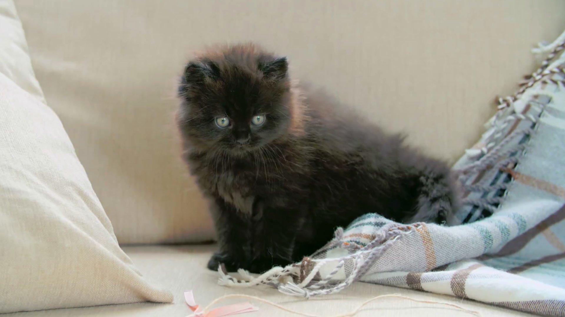 1080p黑色波斯猫玩耍高清实拍视频的预览图