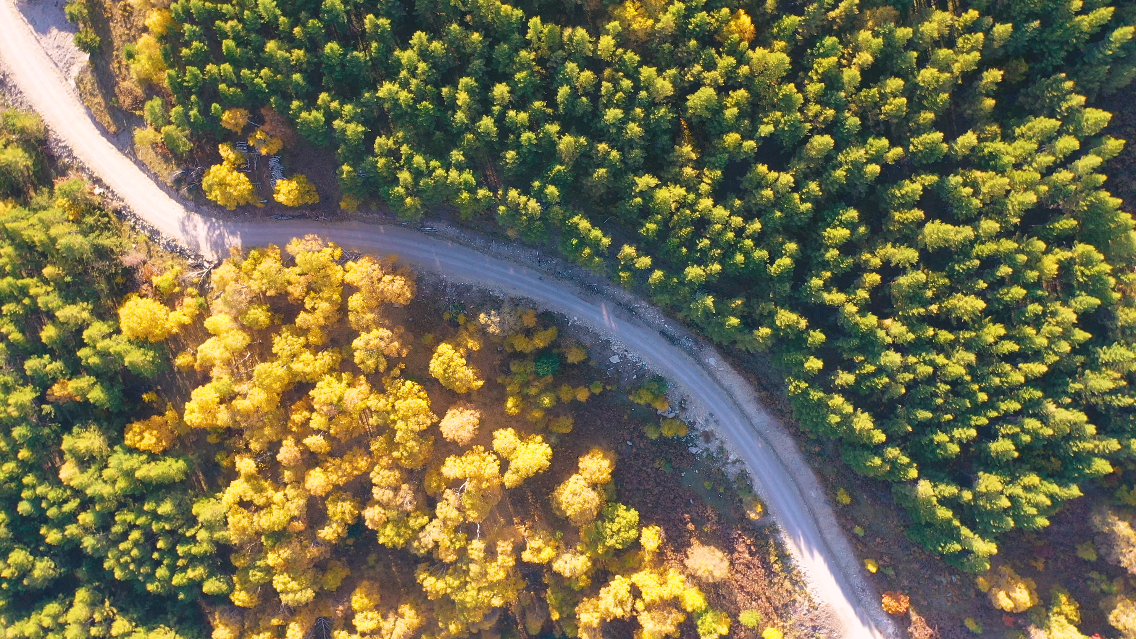 4K高清航拍实录秋季森林旋转俯视视角视频的预览图