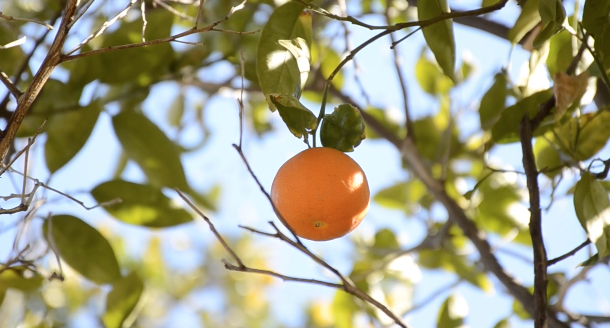 1080P果实橘子成熟高清视频视频的预览图
