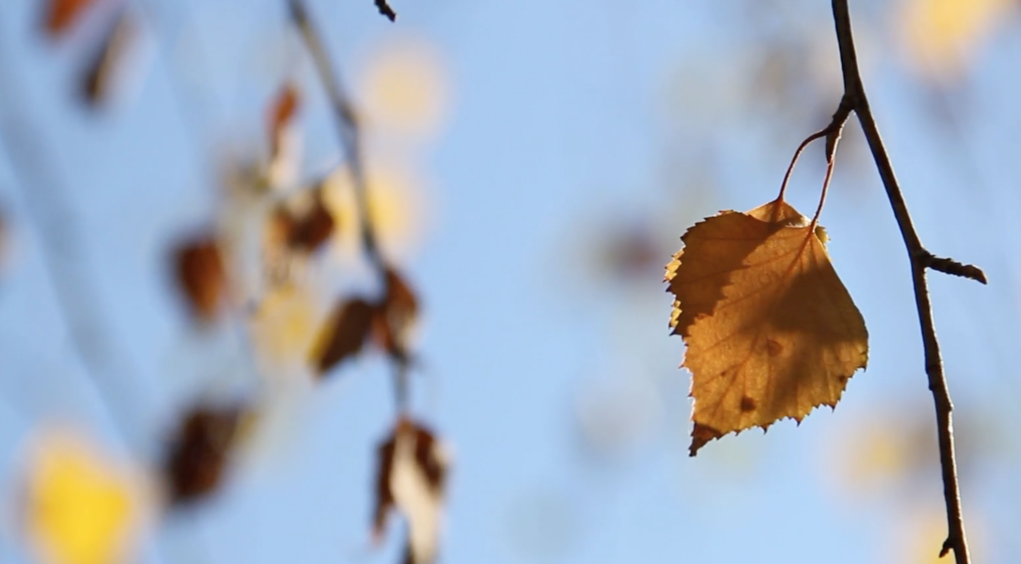 秋季枫叶特写高清视频视频的预览图