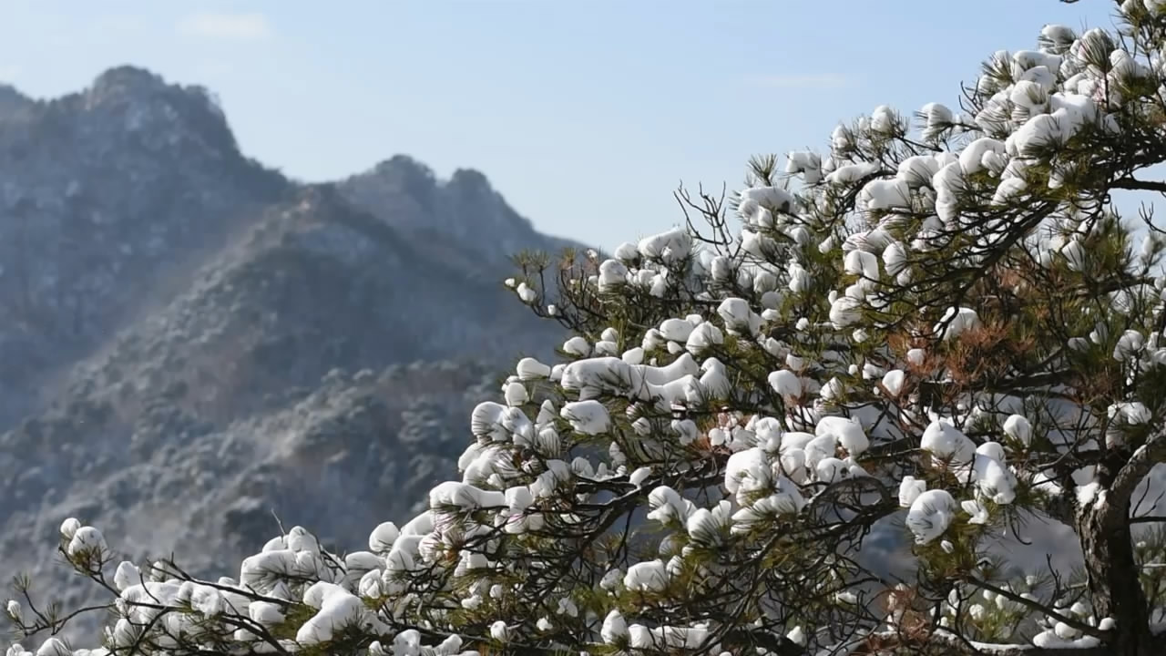 1080P松树上的积雪视频的预览图