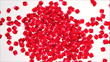 美丽玫瑰花瓣汇聚婚礼婚庆片头pr模板视频的预览图
