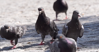 鸽子和平鸽放大高清视频视频的预览图