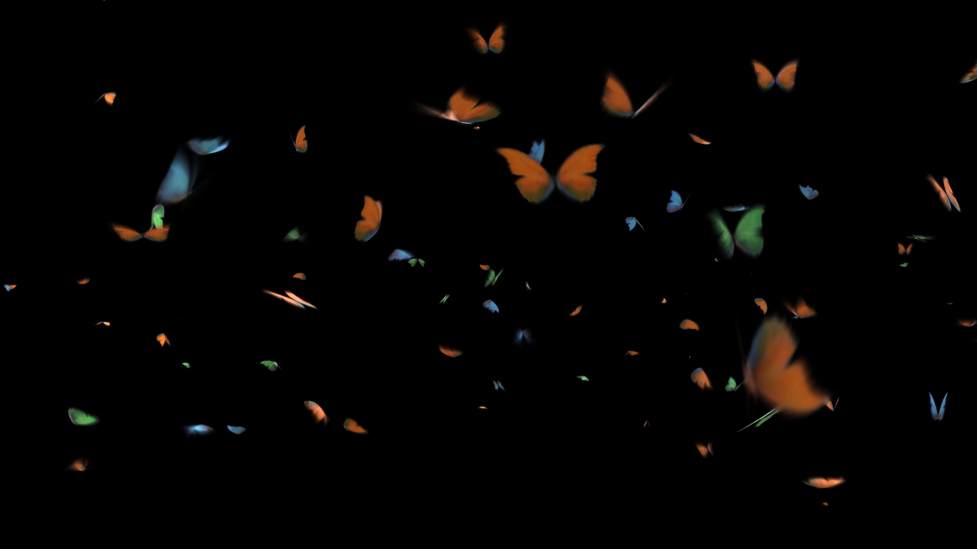 唯美彩色蝴蝶纷飞透明通道视频的预览图