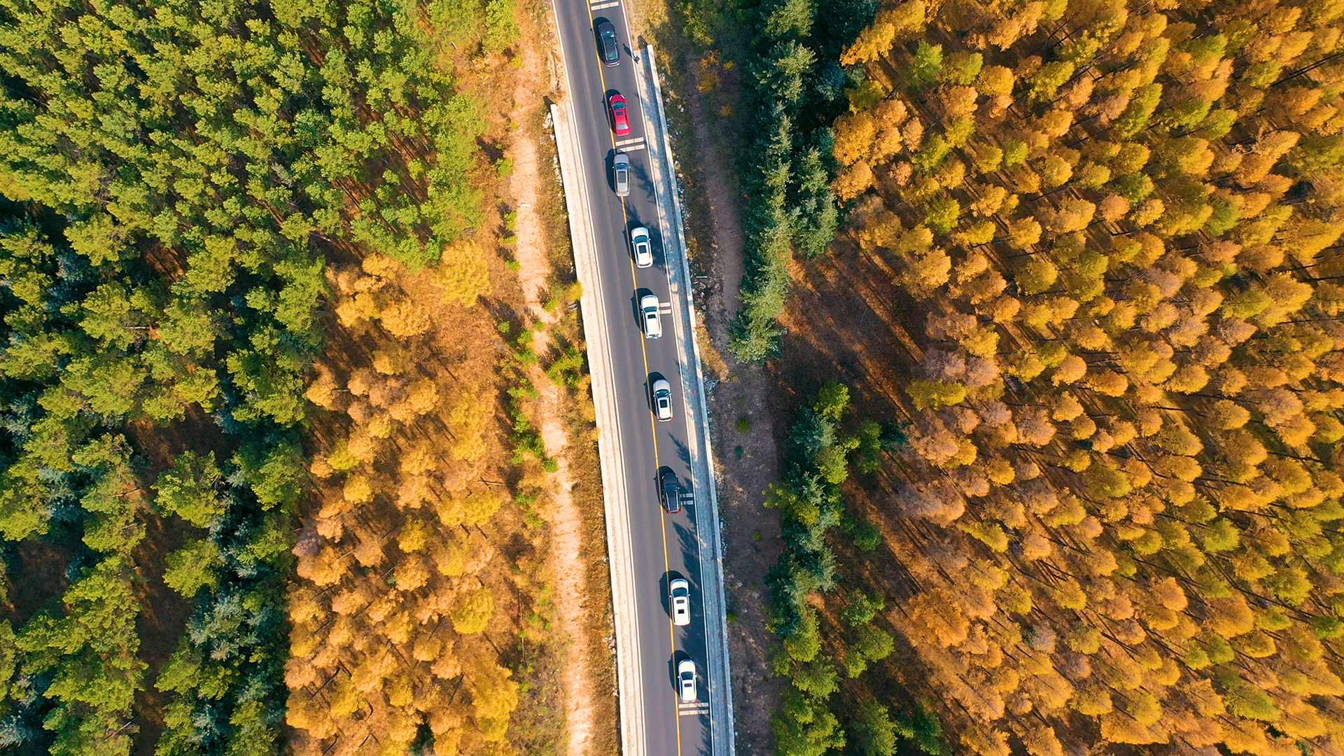 4K航拍秋季松林90°俯视车流公路视频的预览图