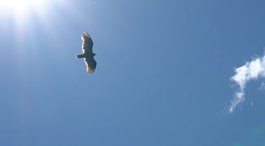 1080P老鹰遨游天空高清视频视频的预览图