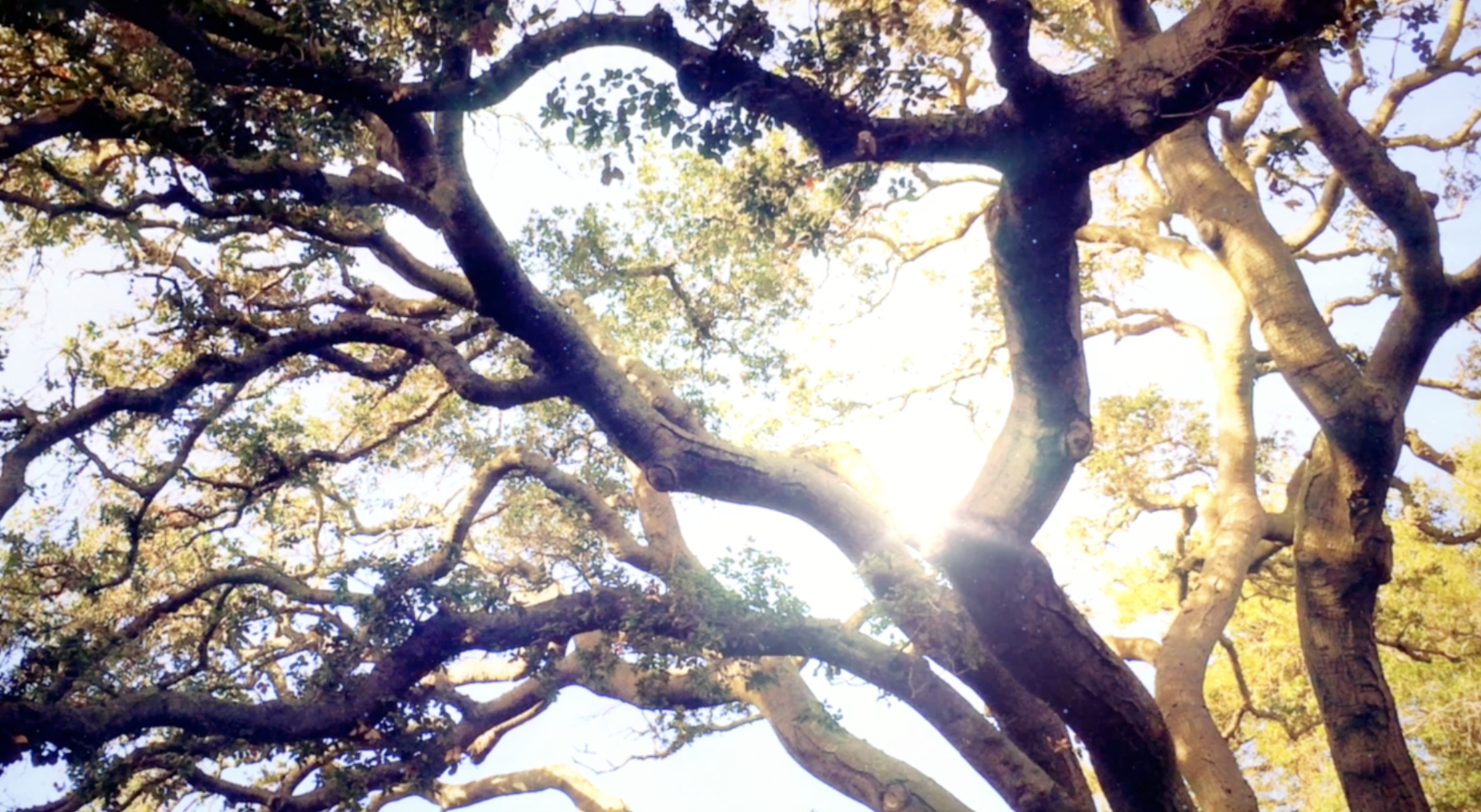 冬季阳光树木唯美环境高清视频视频的预览图