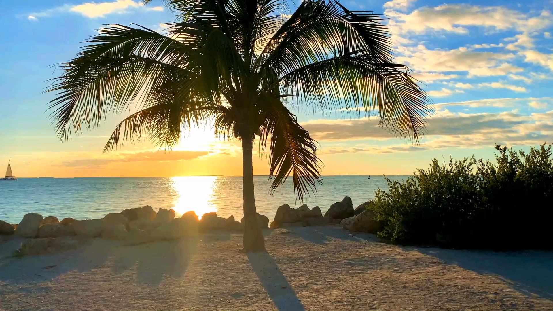 1080p热带海边椰子树夕阳实拍视频的预览图