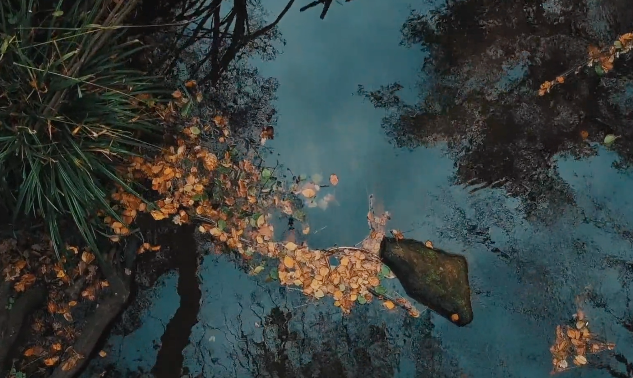 河水枯树河边背景高清实拍视频视频的预览图