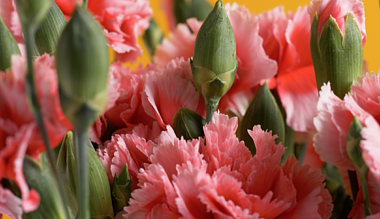 室内温室粉色室粉色康乃馨花朵唯美高清视频视频的预览图