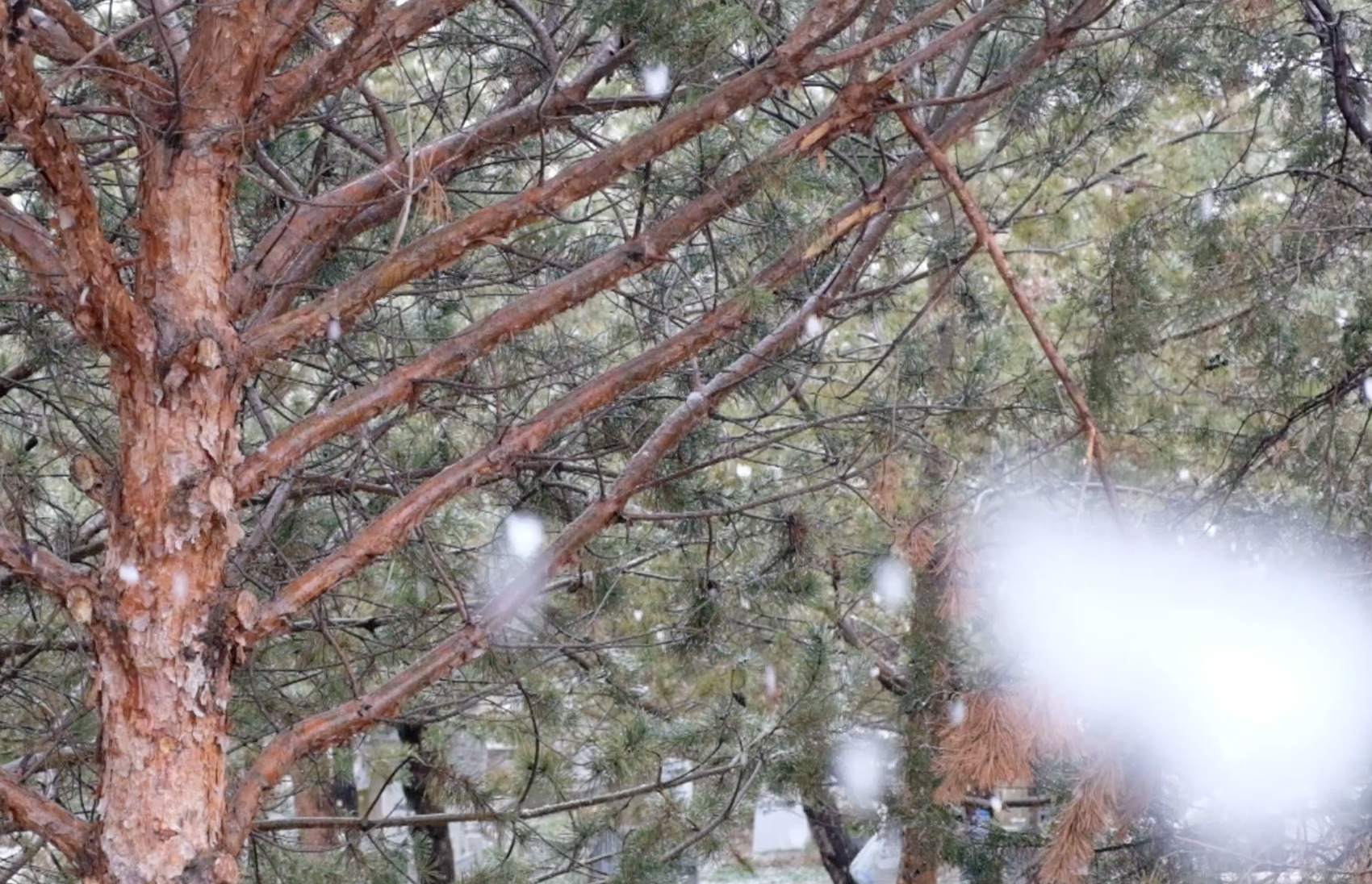 4K冬季下雪雪花户外风景高清视频视频的预览图