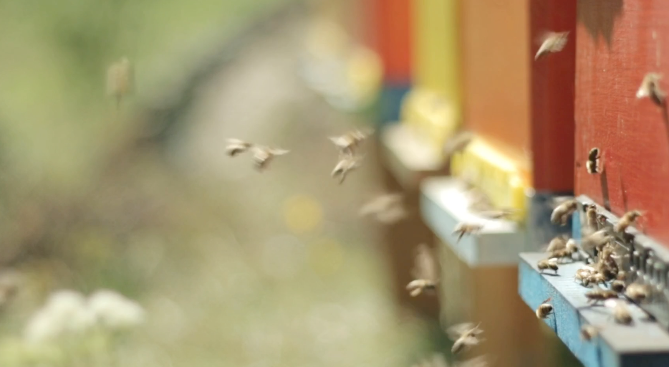 蜜蜂聚集补蜜户外写生高清视频视频的预览图