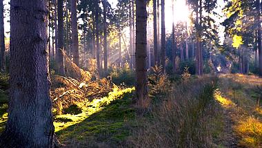 1080p丁达尔效应日光唯美森林实拍视频的预览图