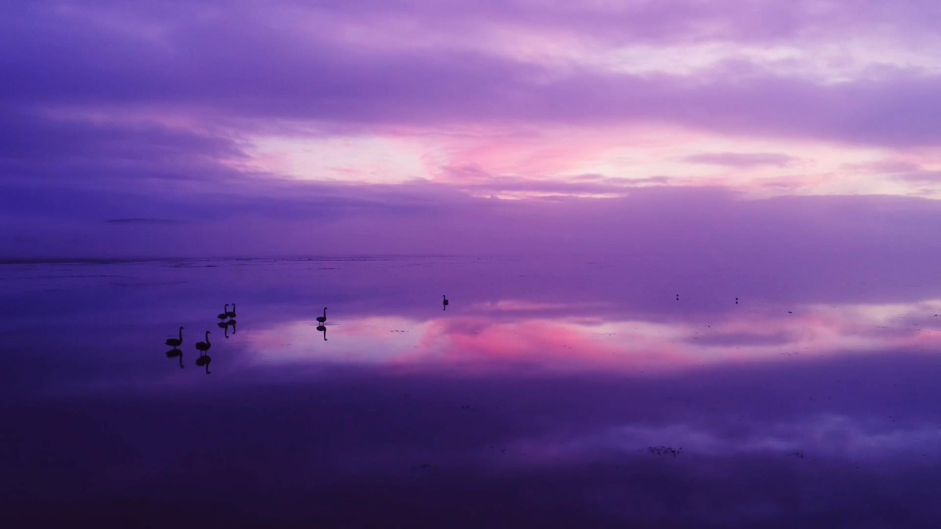 1080p唯美紫色天鹅湖黄昏实拍视频的预览图