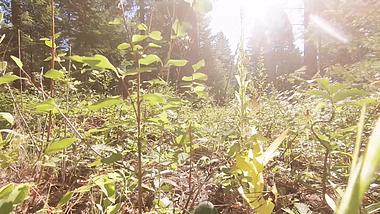 1080p草丛穿梭唯美日光实拍视频的预览图