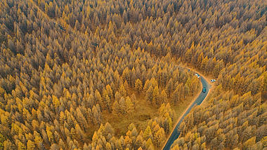 4K航拍高清秋季松林美丽弯道车辆穿行视频的预览图