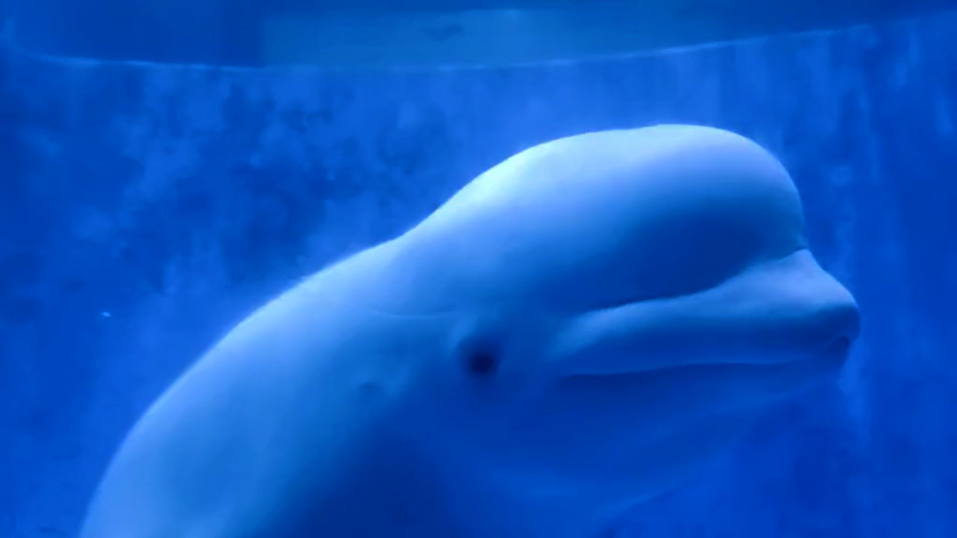 1080p极地水族馆白鲸水下实拍视频的预览图