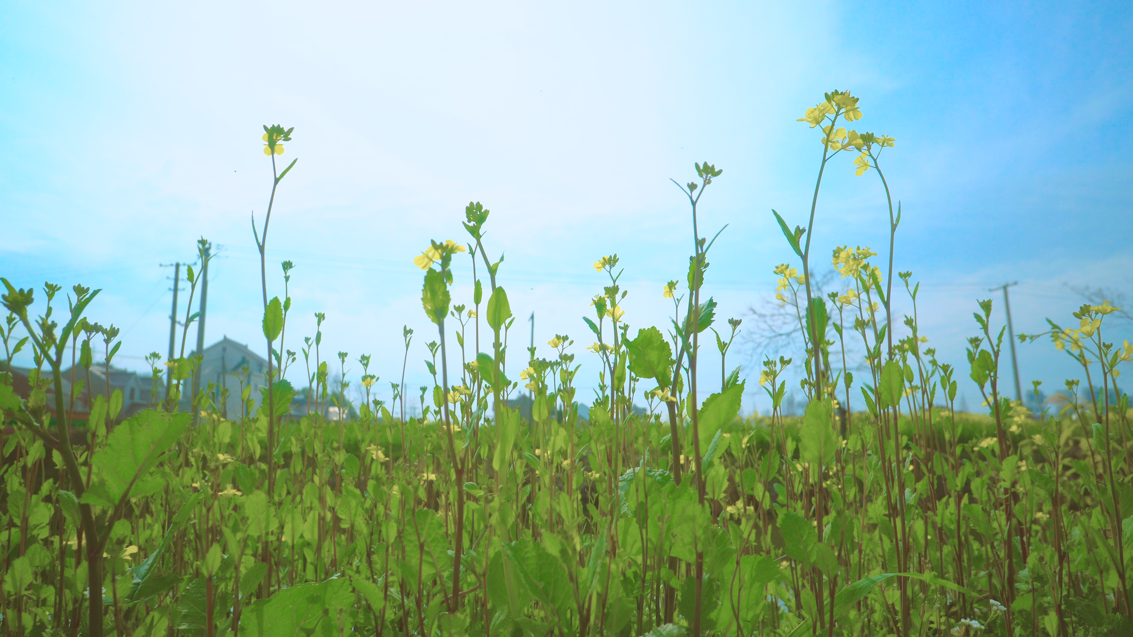 4K春天阳光下的风景植物视频的预览图